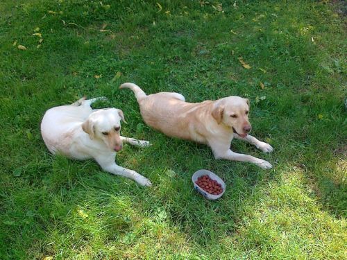 labrador 1.jpg